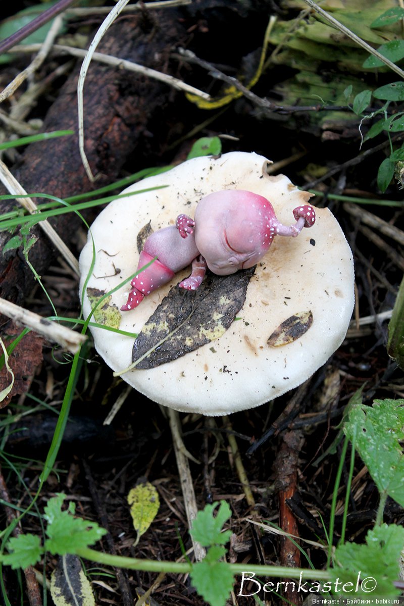 Шарнирная Грибничка. Часть 2 (фото 7)