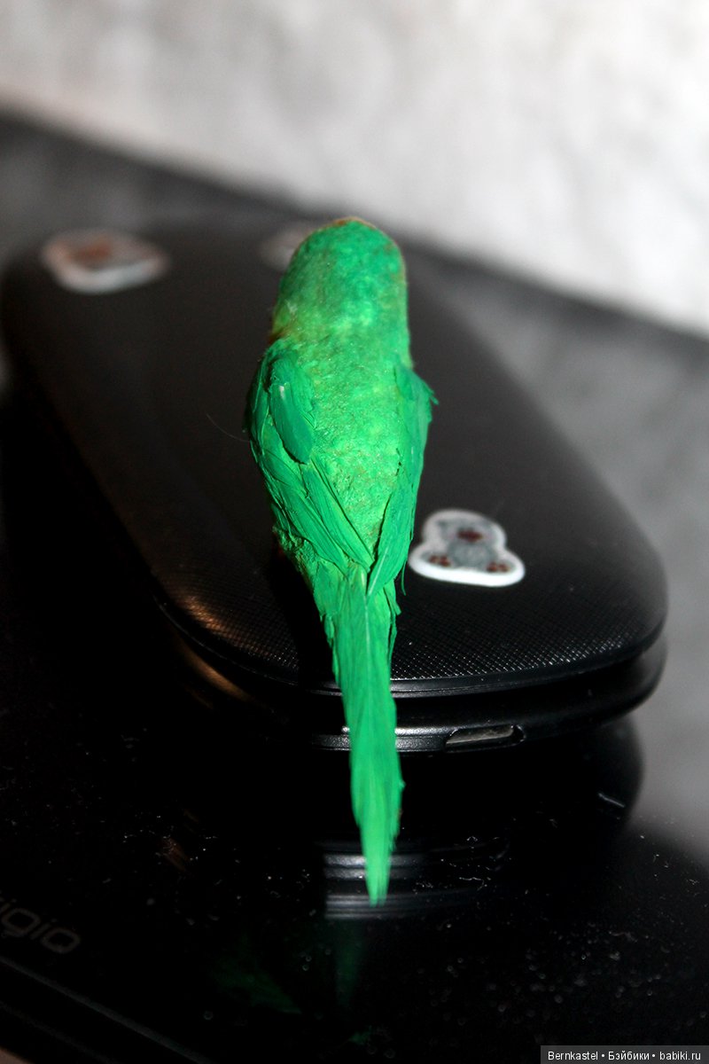 Миниатюрный попугайчик — Игрушки в смешанной технике (мех и глина): Арт (фото 10)