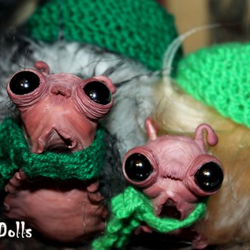 Несколько новых жителей