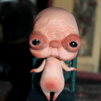 Любимчик. Вид 1