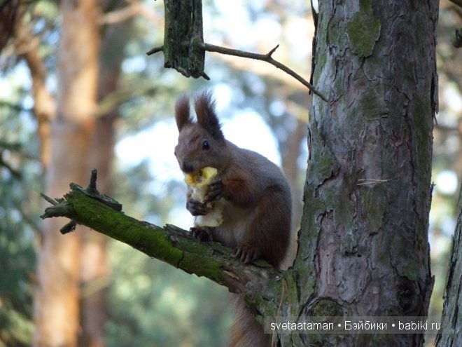 Ангелочек-путешественница. Авторская войлочная куколка