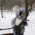 Маленький коала - игрушка валянием из шерсти своими руками