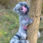 Миниатюрная обезьянка-мармазетка и  котенок. Авторские игрушки валянием из шерсти