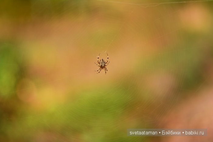 Шелти. Игрушка валянием из шерсти (фото 2)