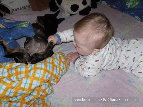 Мой маленький Кьюпи — Дневник sobaka (фото 7)