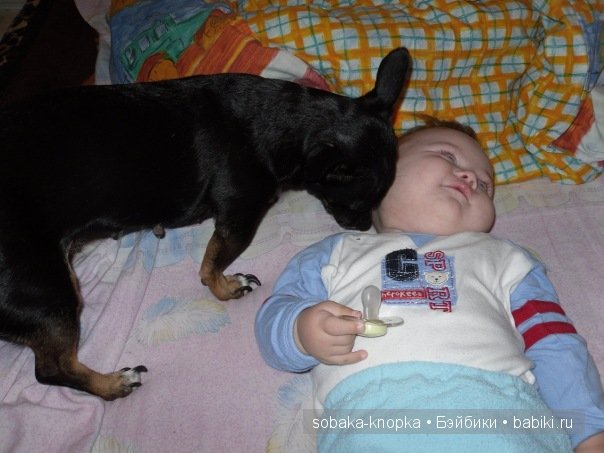 Мой маленький Кьюпи — Дневник sobaka (фото 10)