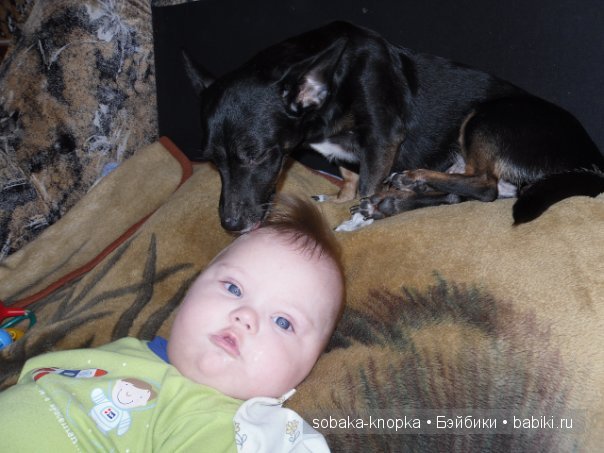 Мой маленький Кьюпи — Дневник sobaka