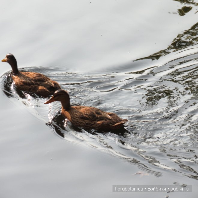 Долгожданная радость. Кукла Gotz