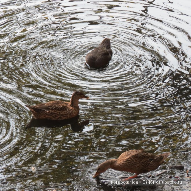 Долгожданная радость. Кукла Gotz