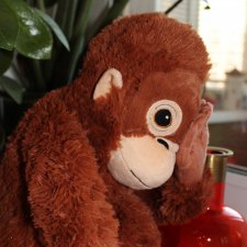 История одной обезьянки