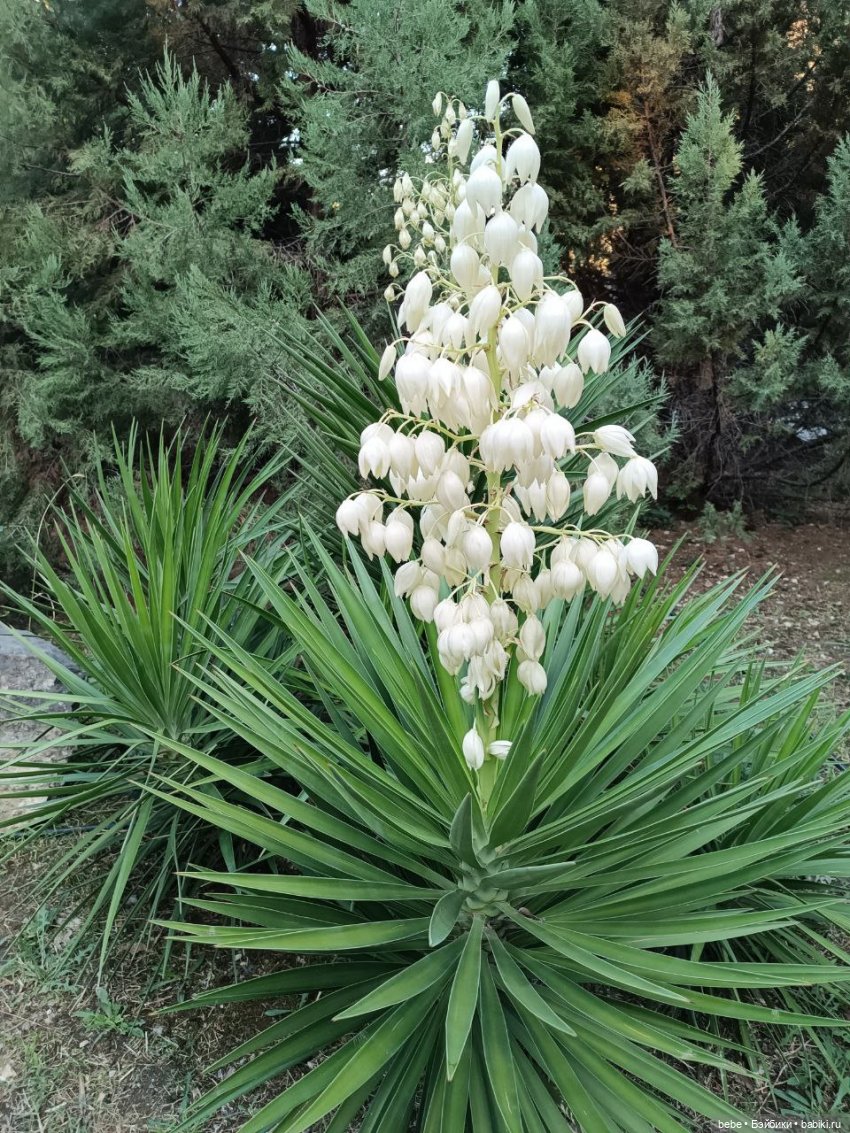 Воспоминания Вареньки о сказочном Форосе. Часть первая: Форосский парк (фото 9)