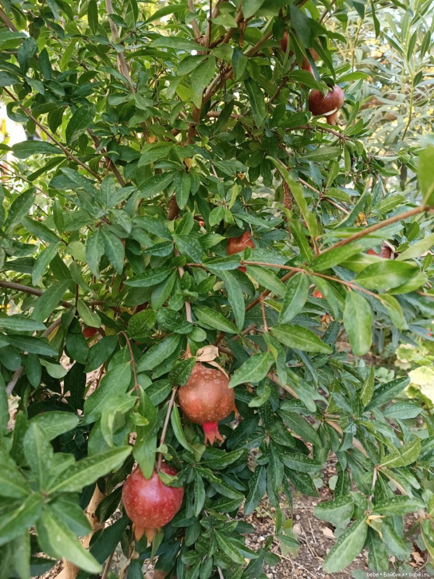 Воспоминания Вареньки о сказочном Форосе. Часть первая: Форосский парк