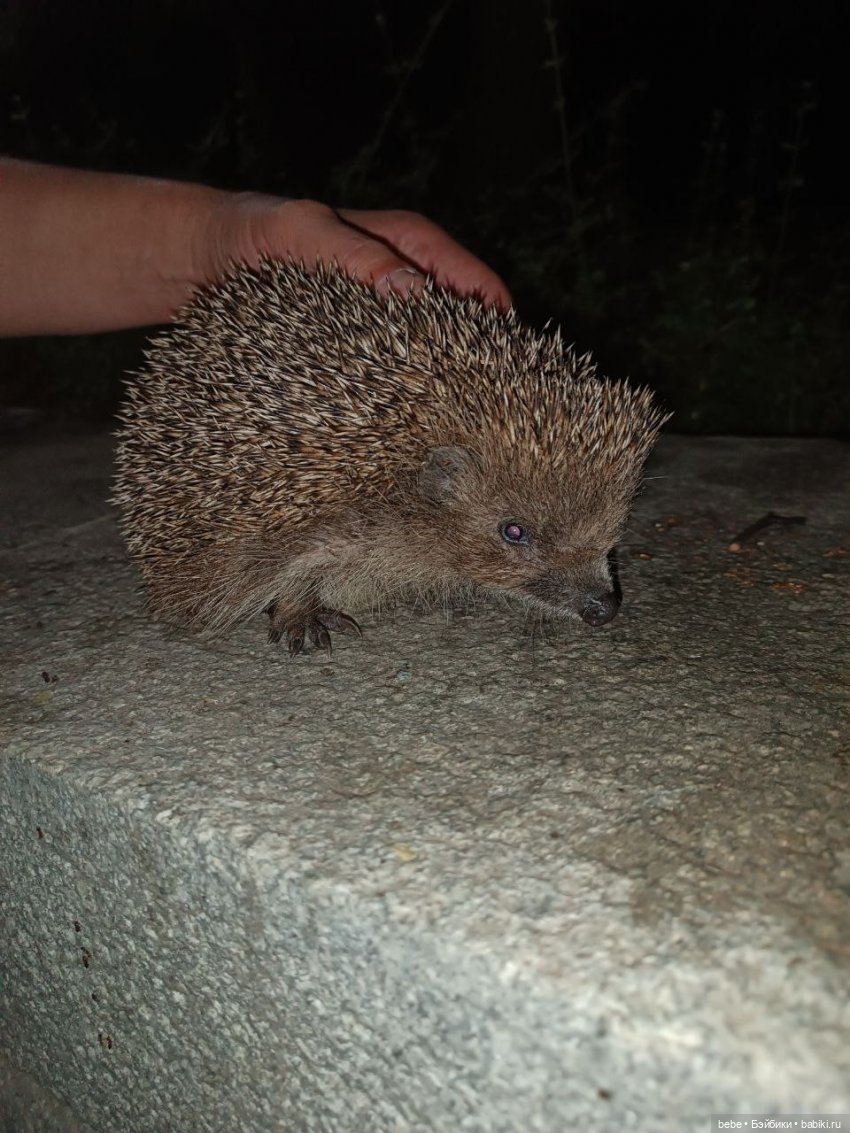 Воспоминания Вареньки о сказочном Форосе. Часть первая: Форосский парк