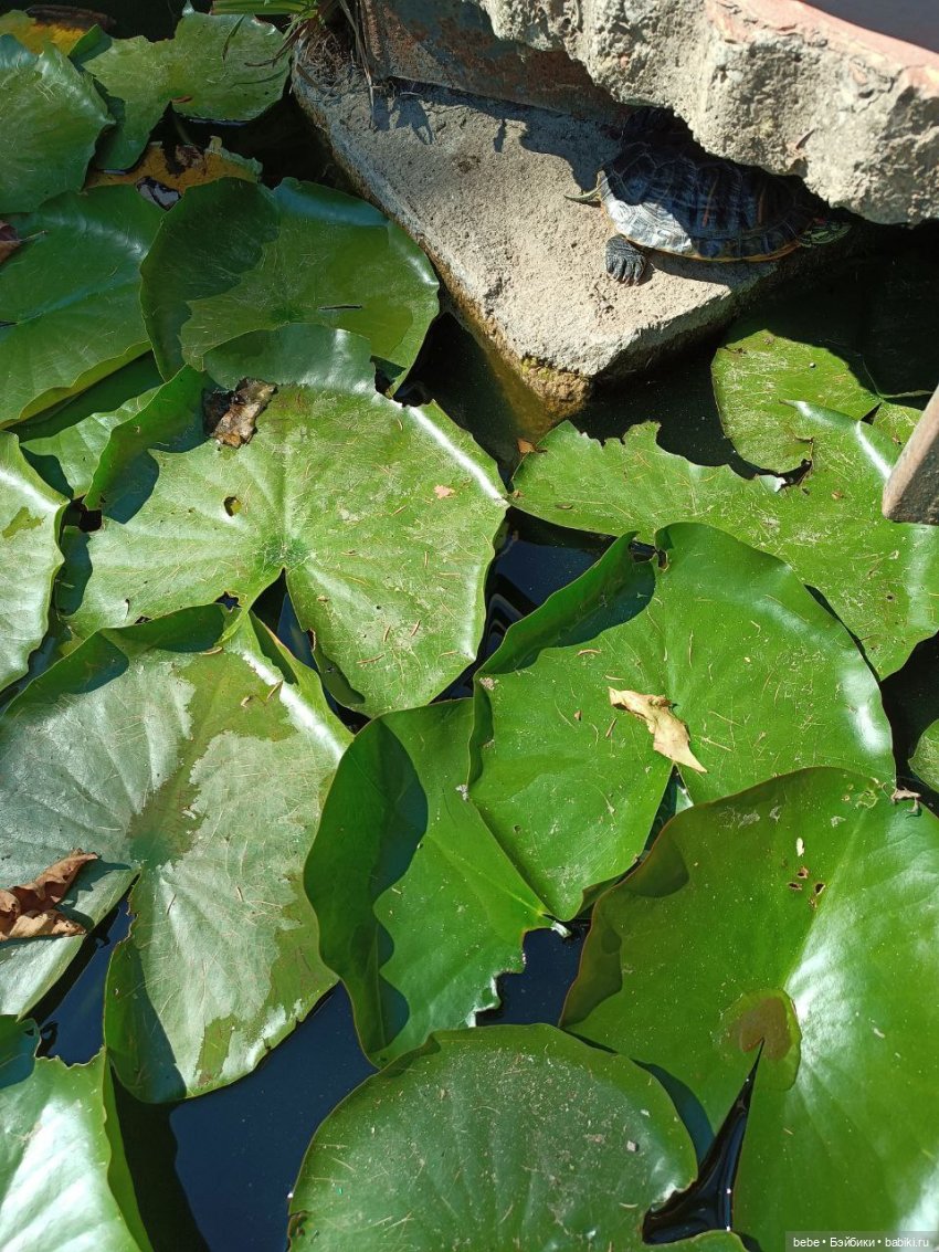 Воспоминания Вареньки о сказочном Форосе. Часть первая: Форосский парк