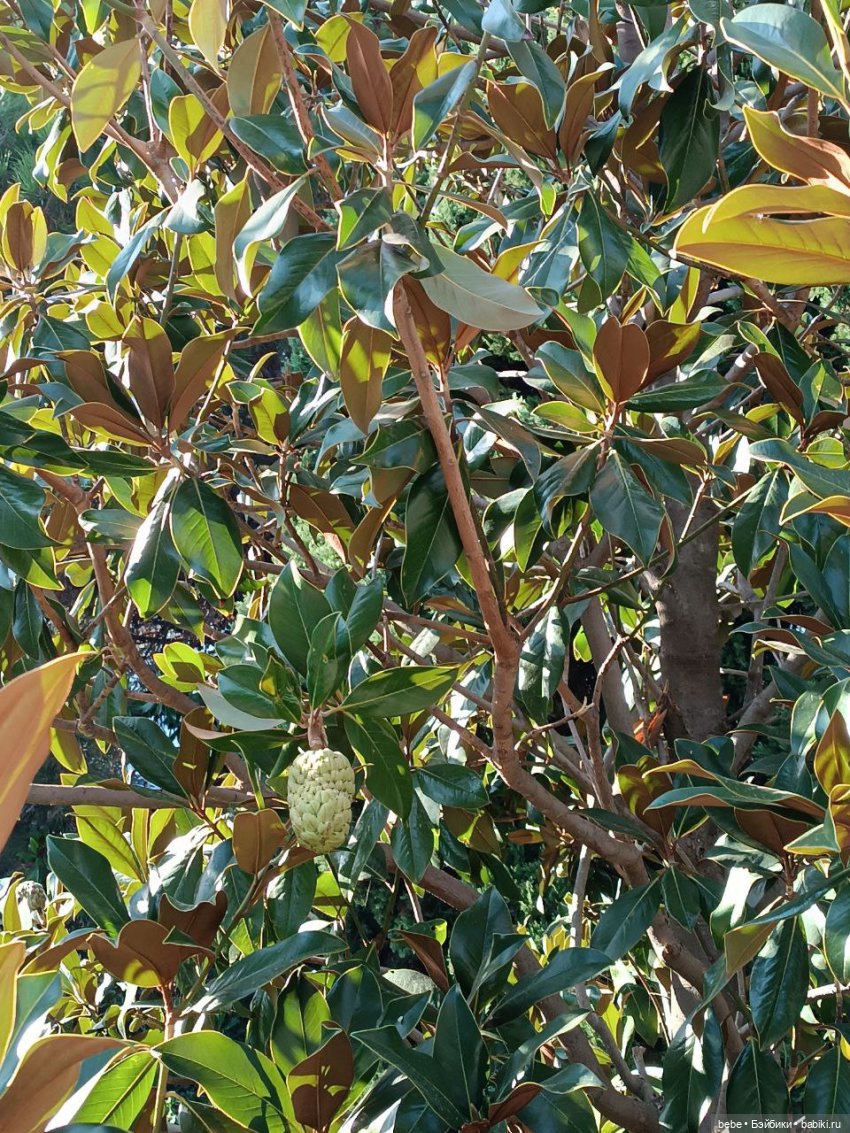 Воспоминания Вареньки о сказочном Форосе. Часть первая: Форосский парк (фото 10)