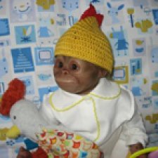 Ку-ка-ре-ку, Новый год идет!