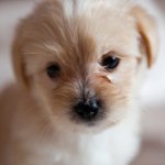 Милашки-хохлатки!