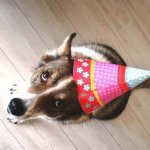 Купить очередной наряд куклене? Или...частный приют для собак "Зов предков"