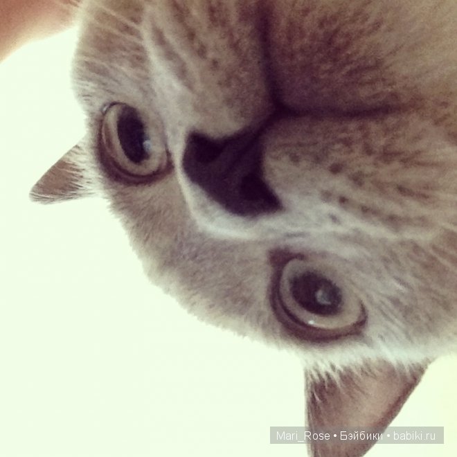 Маленький пушистик котик. Игрушка вязанная крючком (фото 7)