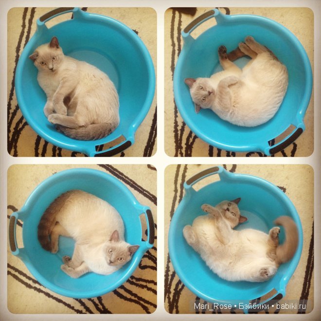 Маленький пушистик котик. Игрушка вязанная крючком (фото 6)