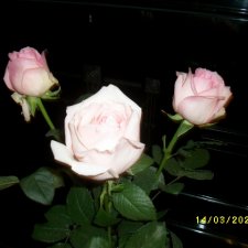 "Так много девушек хороших..."