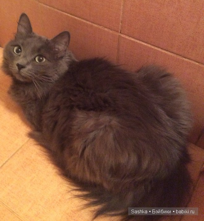 Хорошо когда все дома — Куклы Fairyland (ФэйриЛэнд): BJD (БЖД) (фото 2)