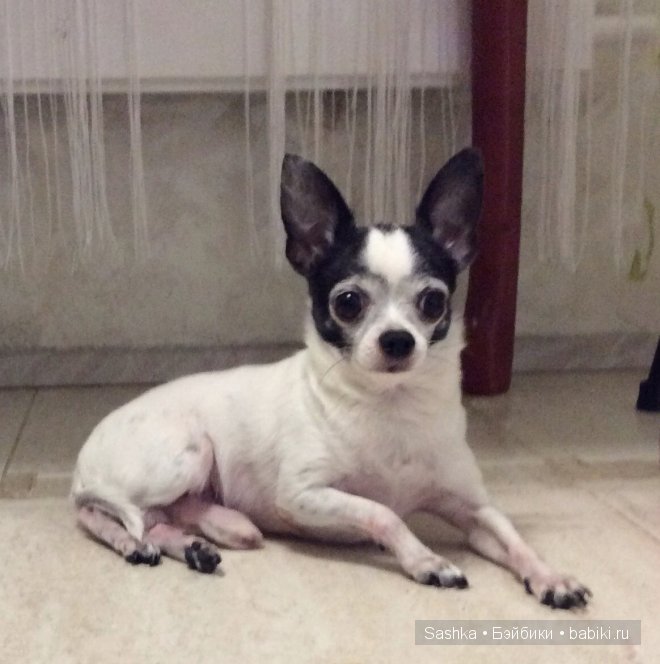 Хорошо когда все дома — Куклы Fairyland (ФэйриЛэнд): BJD (БЖД)