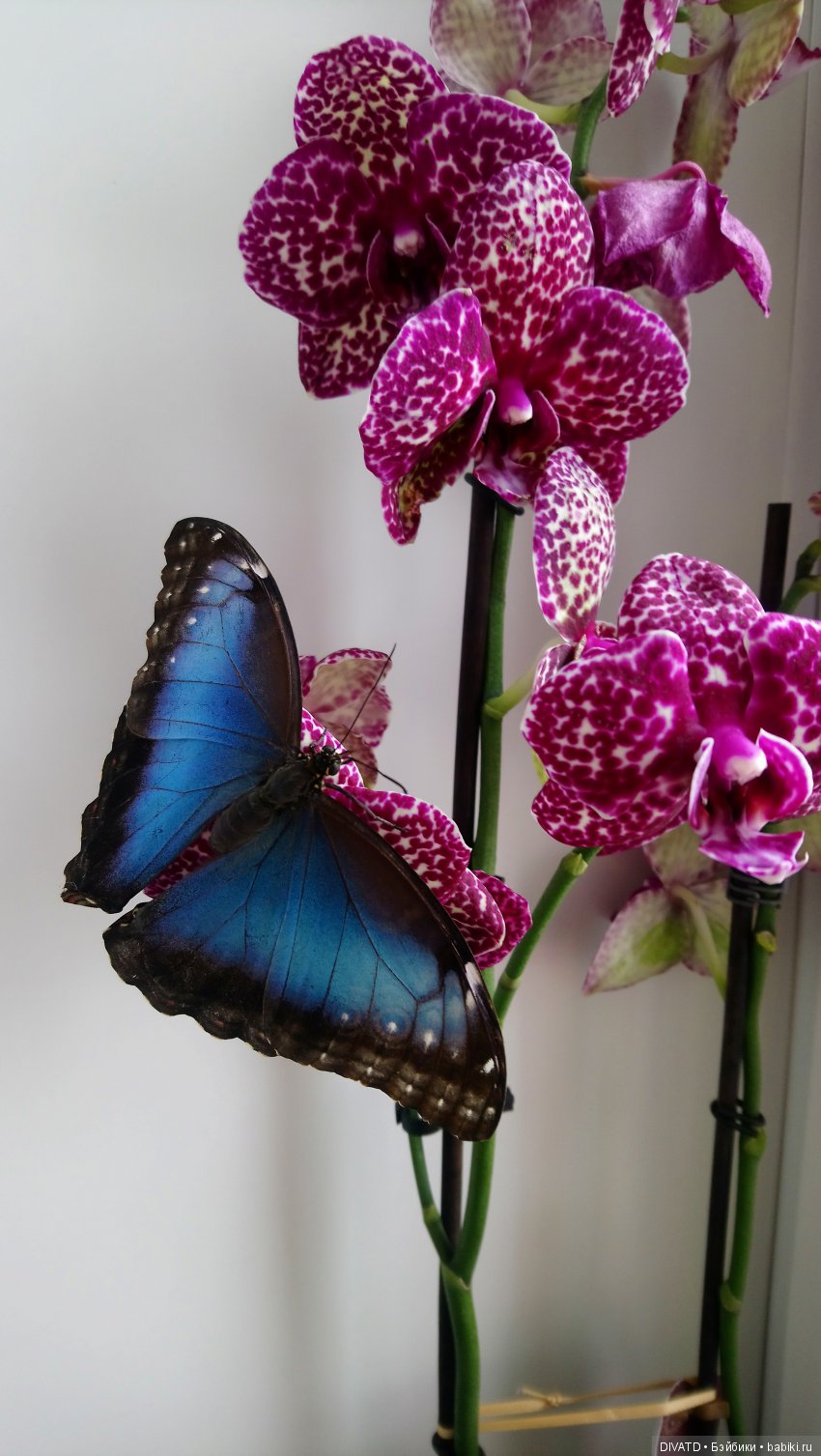 Дикий кот и Морфо