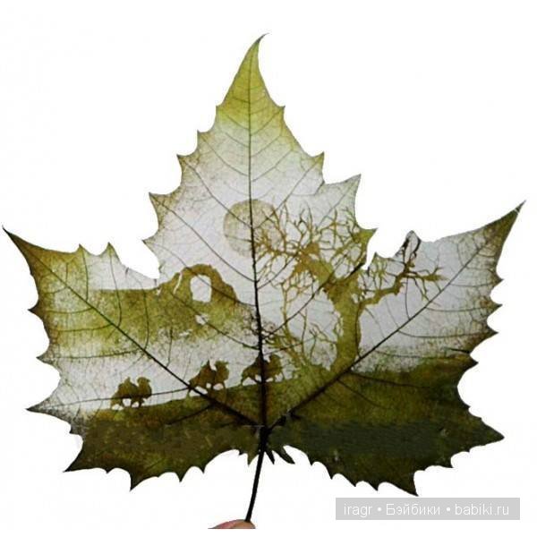 Рисунки на листьях клёна — Интересное и необычное: фотоподборки