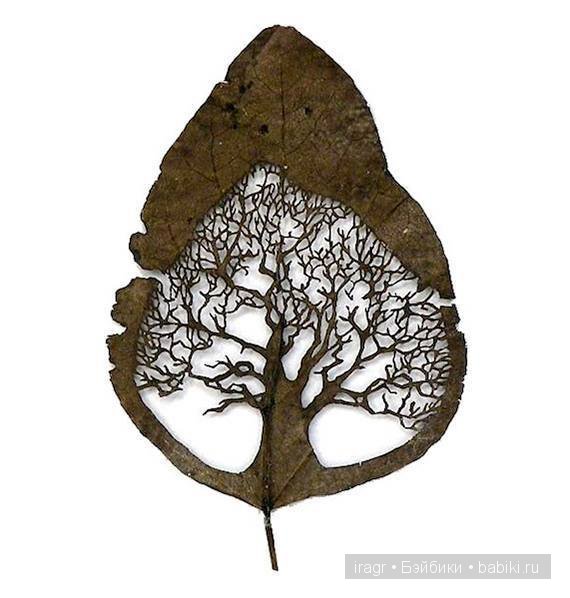 Рисунки на листьях клёна — Интересное и необычное: фотоподборки (фото 10)