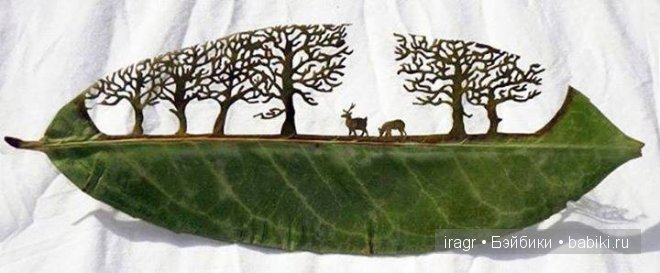 Рисунки на листьях клёна — Интересное и необычное: фотоподборки