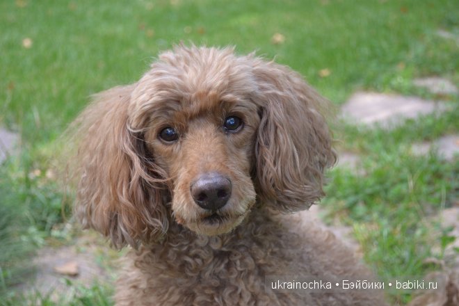 О чем улыбается Ундина, маленькая девочка от Zwergnase