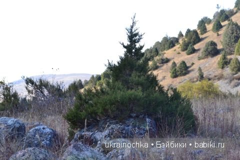 Майке от Zwergnase и её магический мак