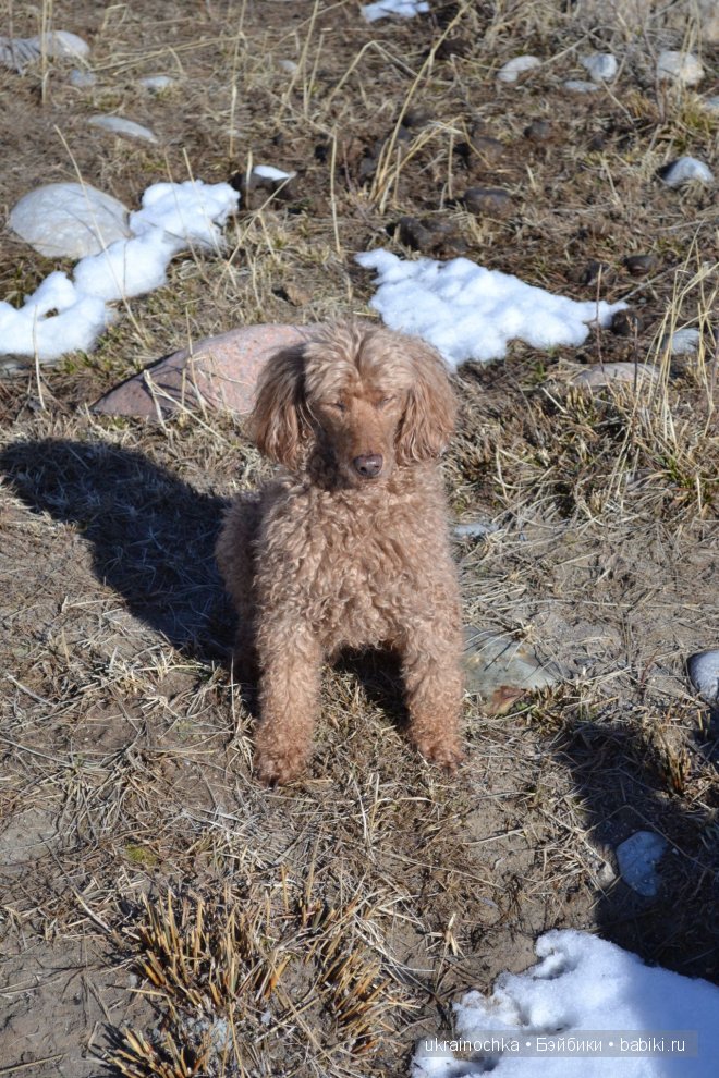 Гречишный мёд - моя Маркета от Zwergnase