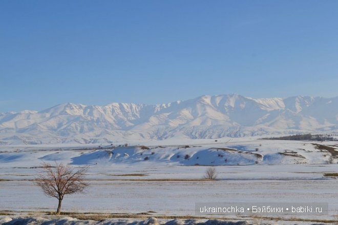 Гречишный мёд - моя Маркета от Zwergnase (фото 5)