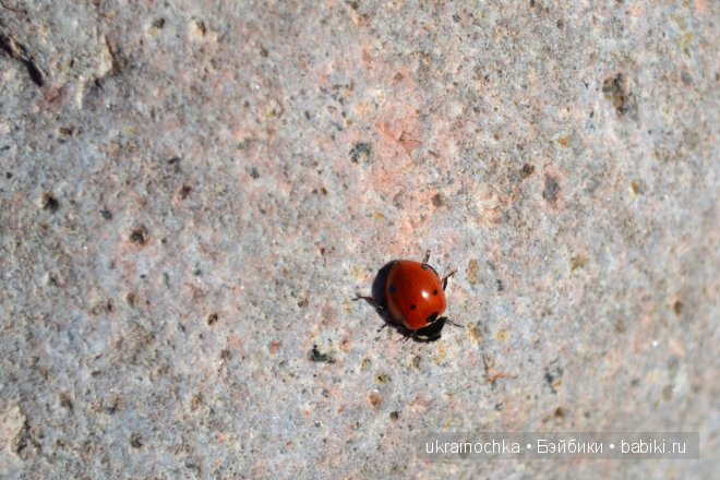 Гречишный мёд - моя Маркета от Zwergnase (фото 8)