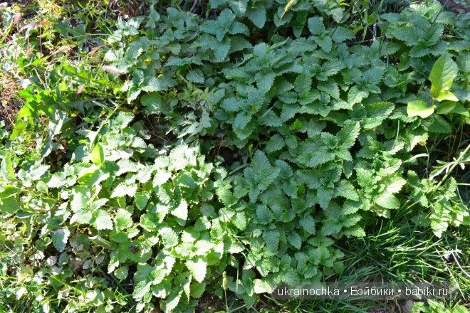 Мелисса-лимонная мята или Здравствуй Аккелин от Zwergnase