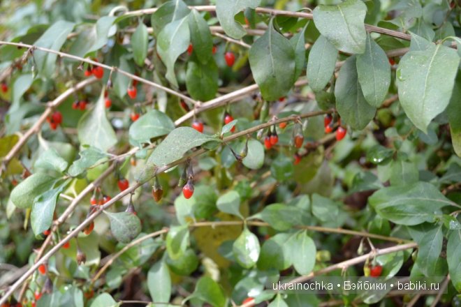 Аллегра от Zwergnase - моё осеннее адажио (фото 7)