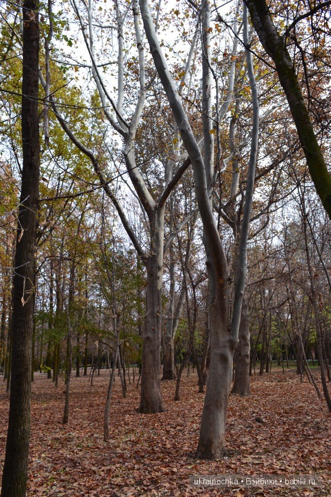 Аллегра от Zwergnase - моё осеннее адажио