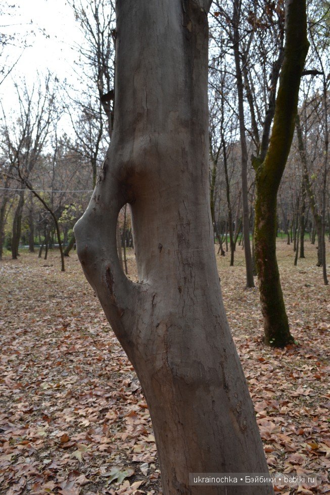 Аллегра от Zwergnase - моё осеннее адажио