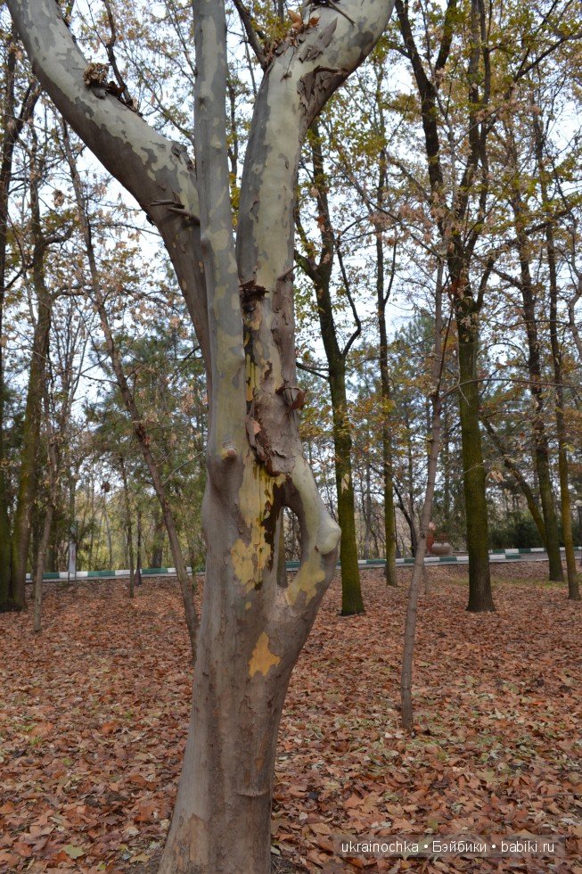 Аллегра от Zwergnase - моё осеннее адажио