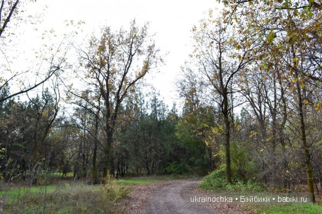 Аллегра от Zwergnase