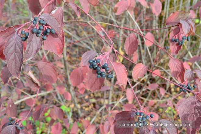 Аллегра от Zwergnase - моё осеннее адажио