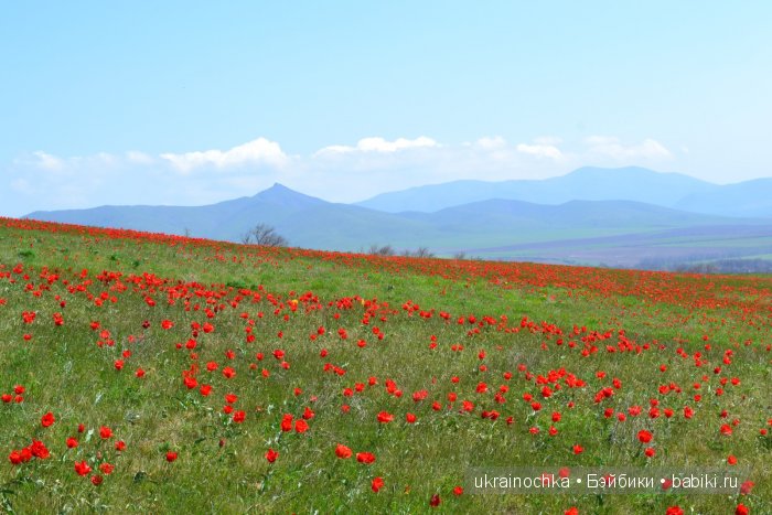 Веерле из рода Zwergnase - Королева тюльпанов