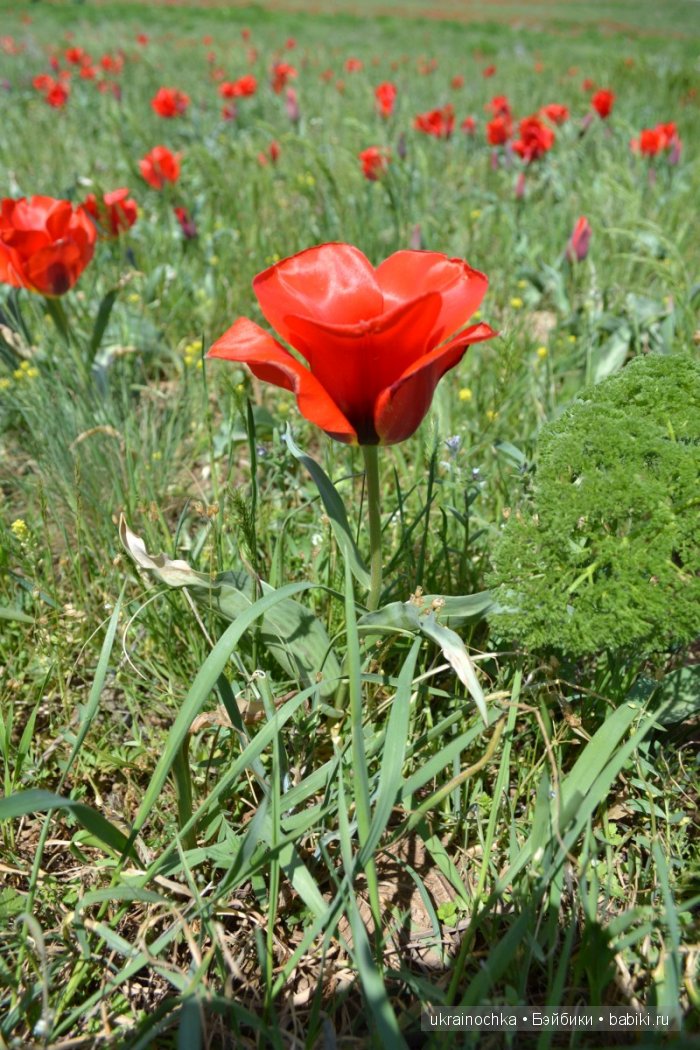 Веерле из рода Zwergnase - Королева тюльпанов