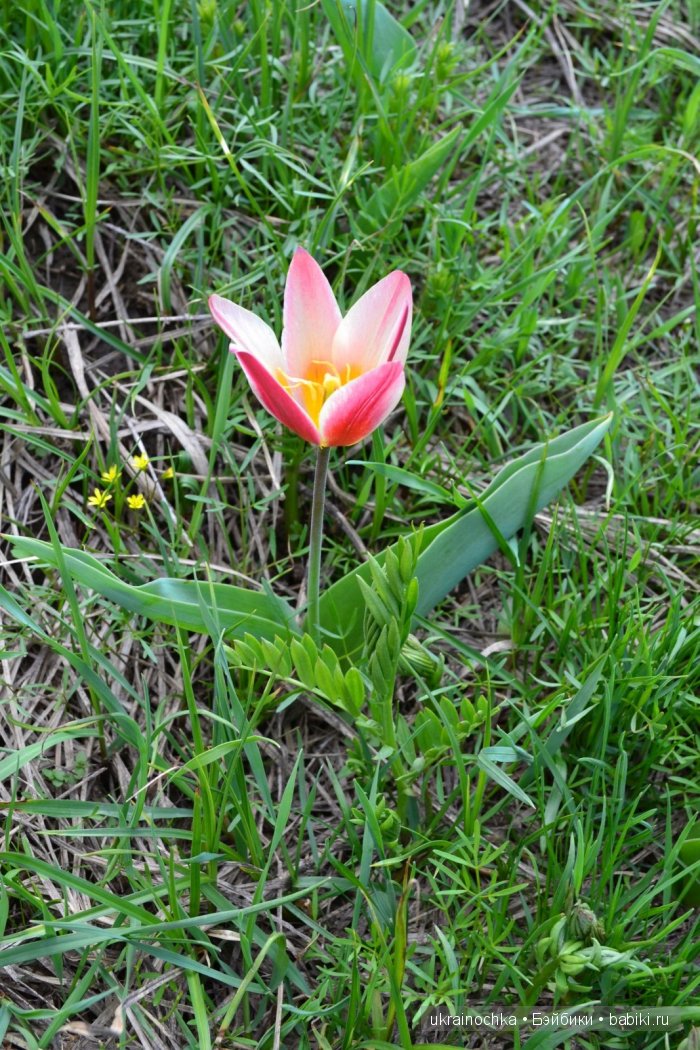 Веерле из рода Zwergnase - Королева тюльпанов