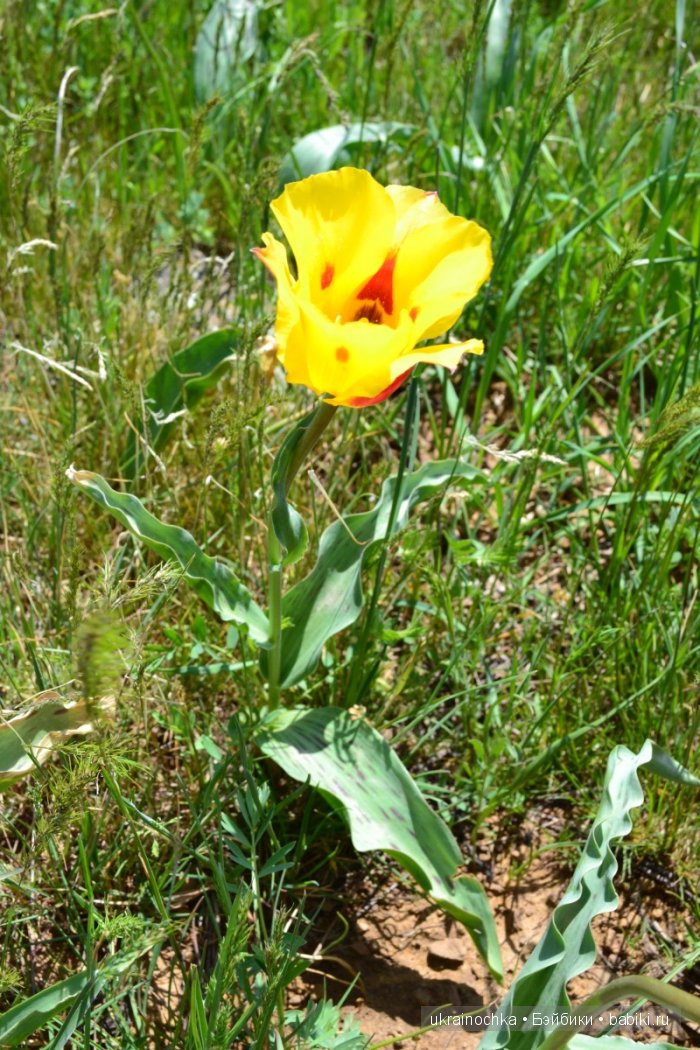 Веерле из рода Zwergnase - Королева тюльпанов