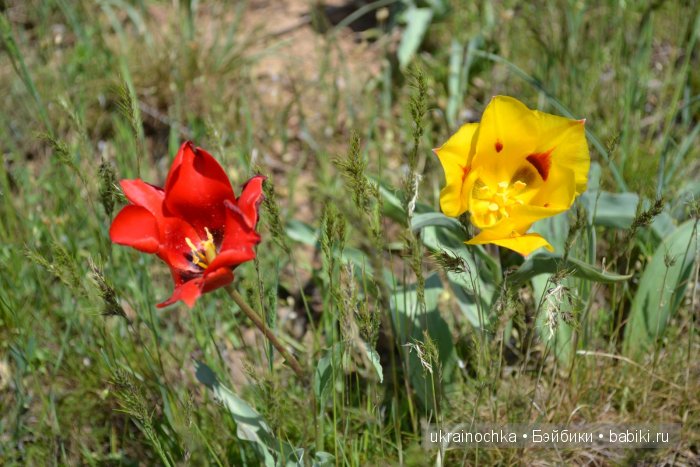 Веерле из рода Zwergnase - Королева тюльпанов
