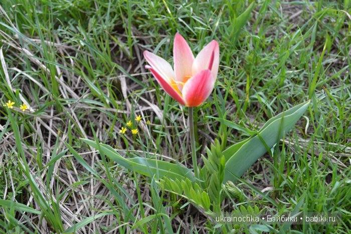 Веерле из рода Zwergnase - Королева тюльпанов