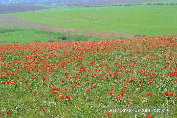 Веерле из рода Zwergnase - Королева тюльпанов
